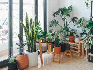 Easy to care for house plants