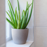 Plants that help improve air quality - Aloe Vera