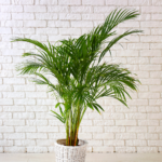 Plants that help improve air quality - Bamboo Palm