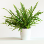 Plants that help improve air quality - Boston Fern