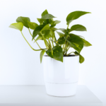 Plants that help improve air quality - Golden Pothos