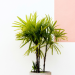 Plants that help improve air quality - Lady Palm