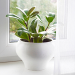 Plants that help improve air quality - Rubber Plant