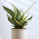Plants that help improve air quality - Snake Plant